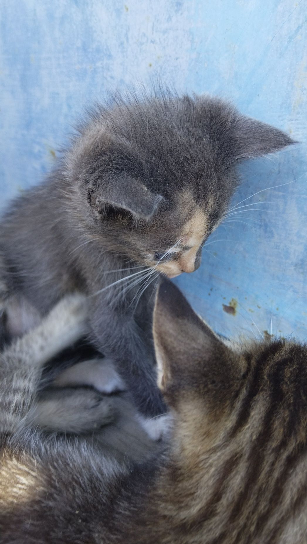 Котята бесплатно