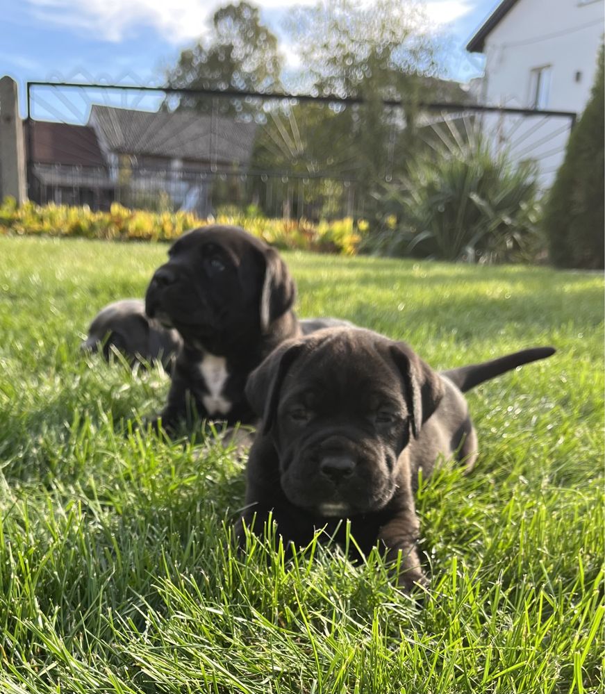 Cane Corso Italiano