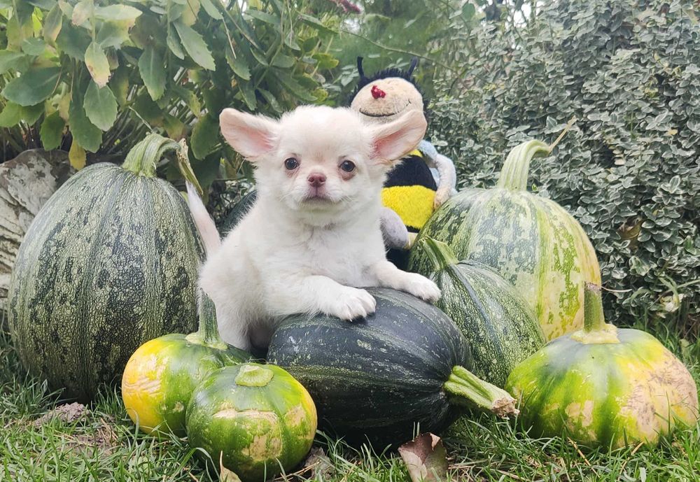 Długowłosy szczeniak Chihuahua z rodowodem FCI