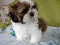 Shih tzu suczka rodowodowa