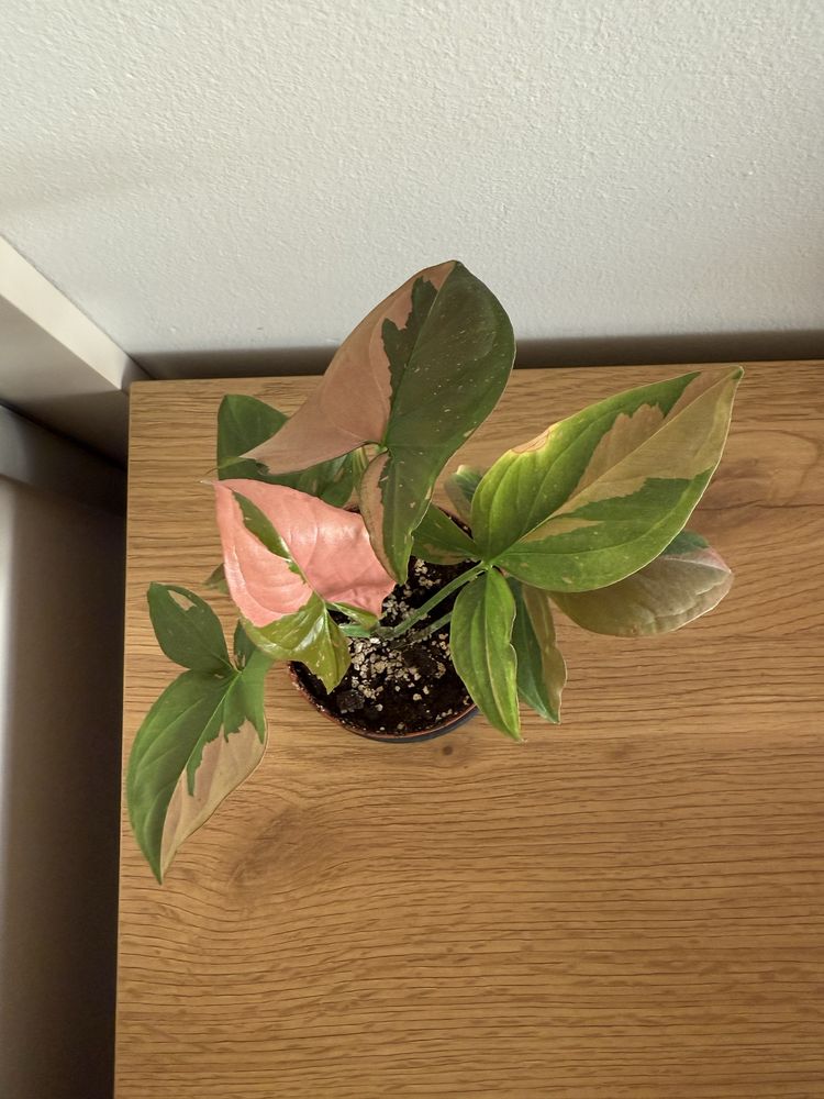 Syngonium red spot różowe