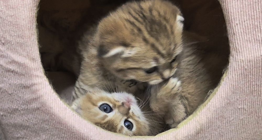 Шотландские прямоухие и вислоухие котята, мальчик и девочки