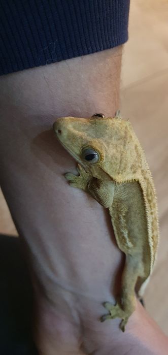 Gekon orzesiony z terrarium, wystrojem i suplementami
