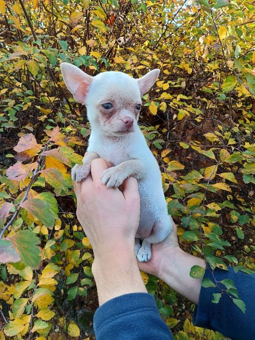 Чихуахуа в пошуках 7-ї