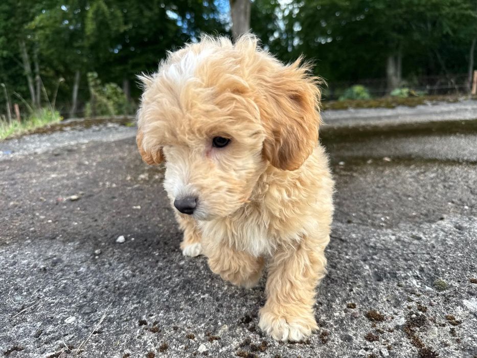 maltipoo gotowy do odbioru