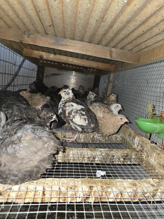 Ovos de codornizes gigante várias cores