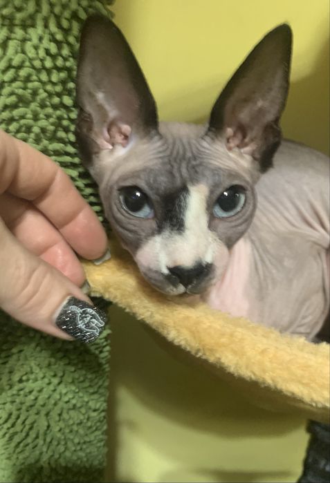 Sfinks Kanadyjski. Kotka do odbioru. Rodowód