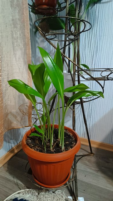 Эухарис белая и красная лилия