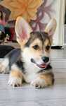 Welsh corgi pembroke piesek tricolor