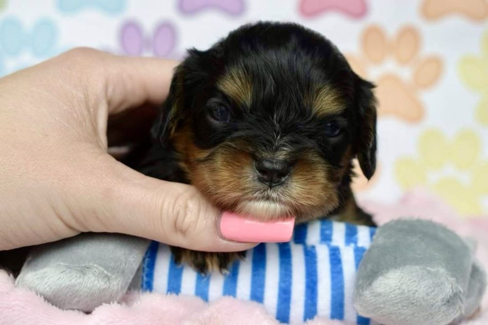 Cavalier King Charles Spaniel suczka Wena Blsck and Tan