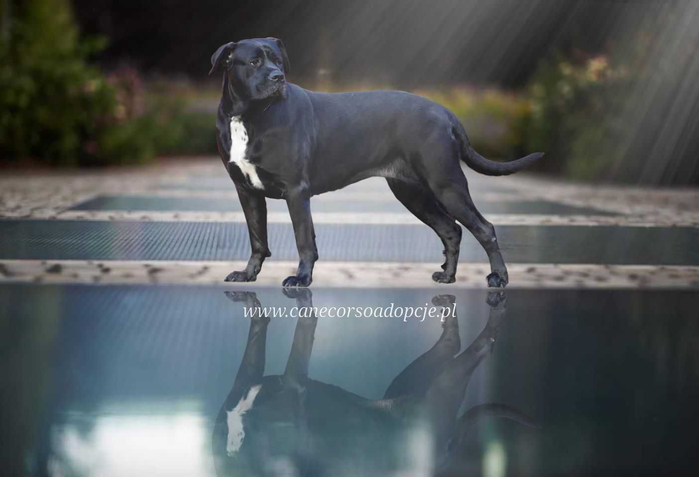 Dora w typie cane corso do adopcji.