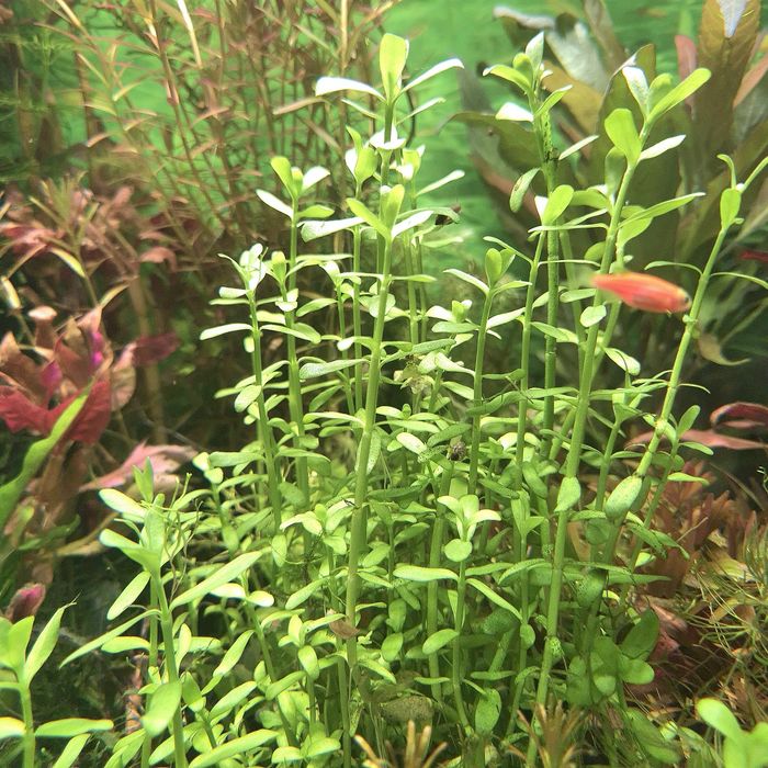 Pack de Sera Guppy Gran Nature (120g) + 20 Plantas Aquário "Low Tech"