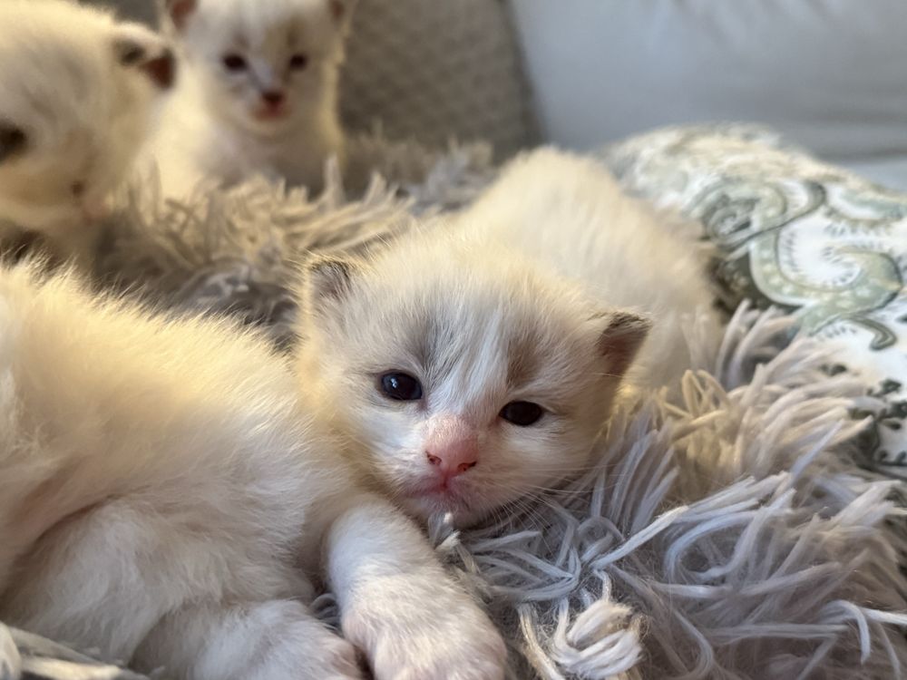 Ragdoll kocurek