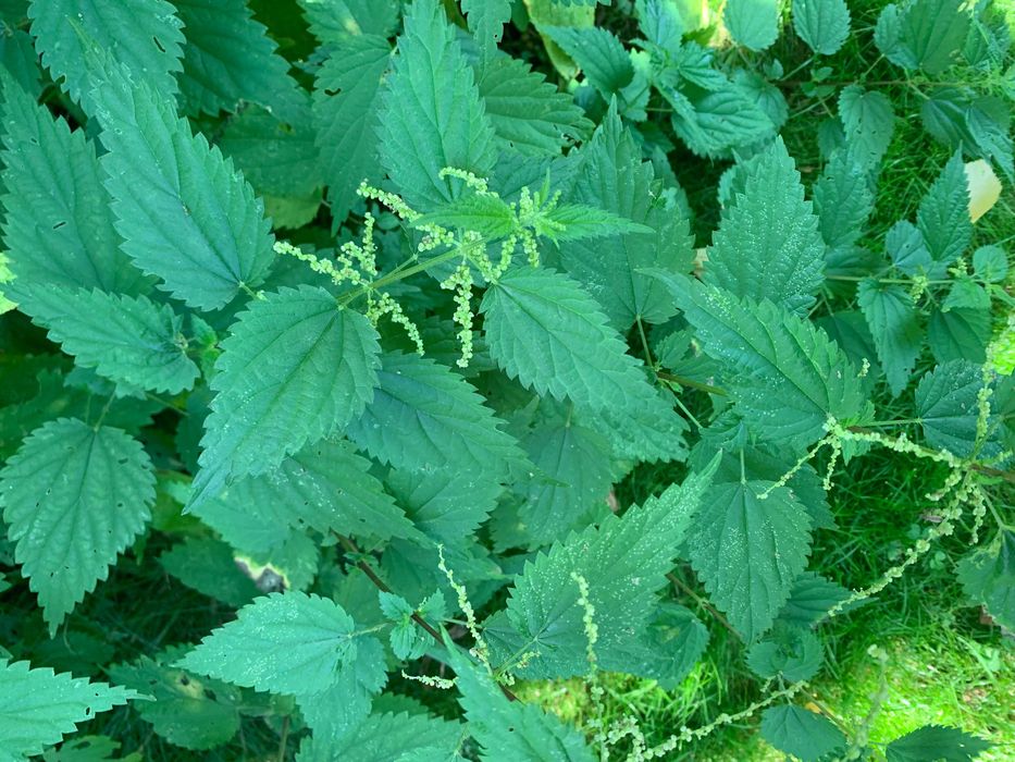 Suszona ekologiczna pokrzywa i melisa całe rośliny nie pokruszone 2025