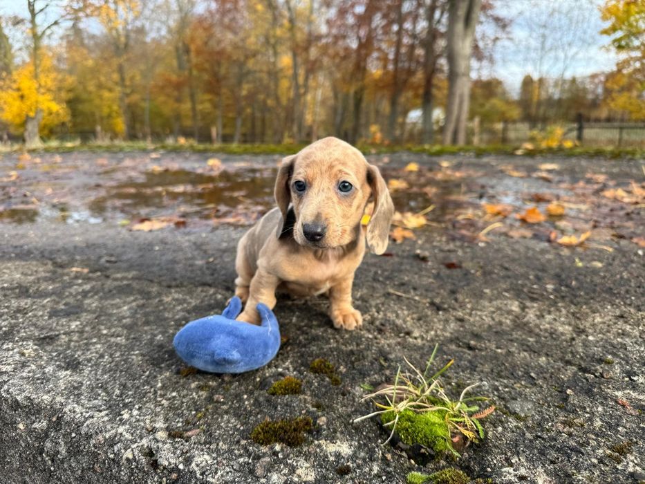 jamnik miniaturowy merlle suczka