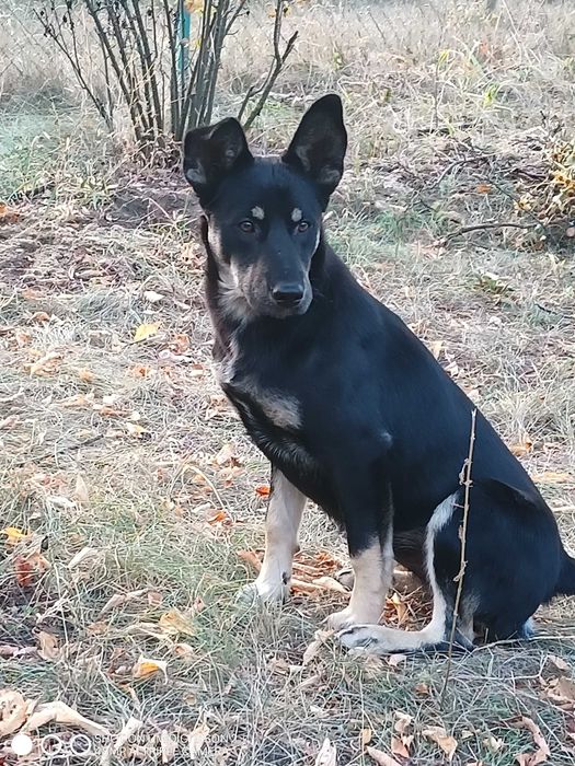 Молодий гарний пес/мальчік метіс овчарки