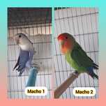 2 machos roseicollis longfeather