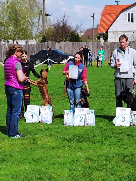 Дресирування собак, кінолог