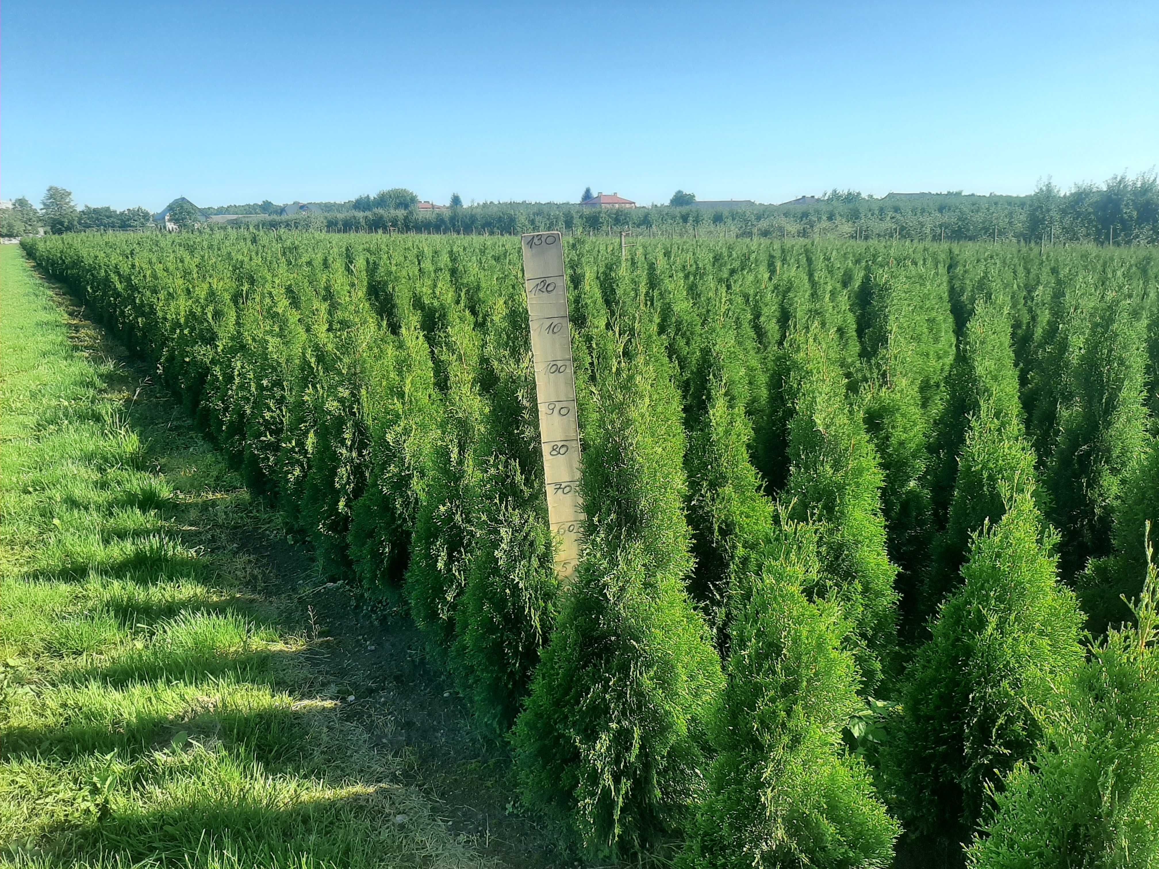 Thuja Tuja Szmaragd 130cm GAT 1, Bardzo gęste, Gwarancja, Dowóz