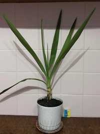 Растение комнатное Юкка Yucca дерево пальма h-71см вазон
