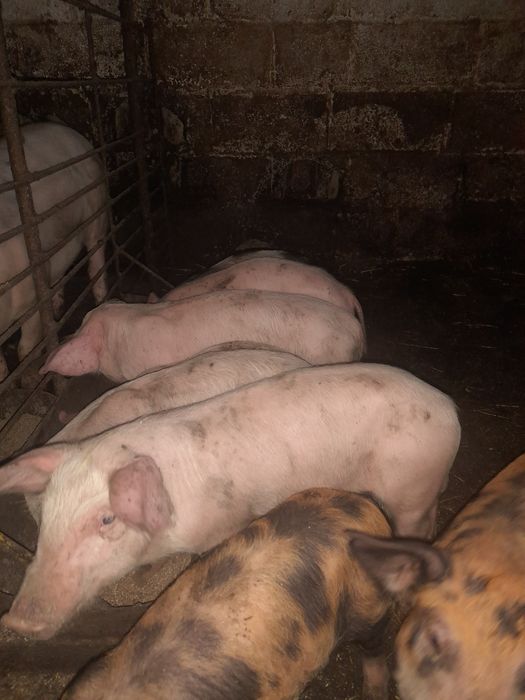 Продам маленьких поросят.