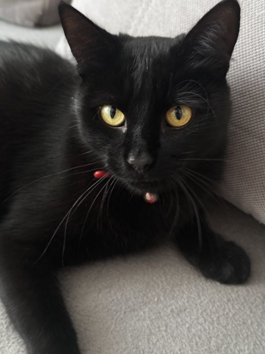 Пропав котик  Домашній улюблинець