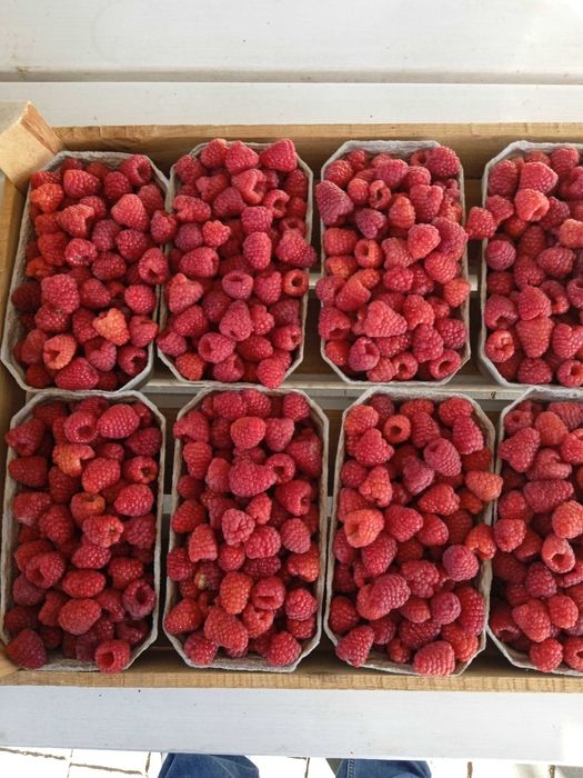 sok jeżynowo-malinowy sok z jeżyn 330ml wysyłka