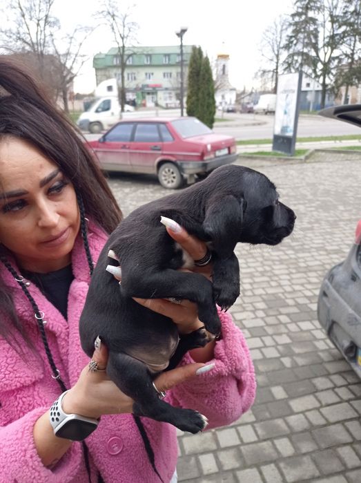 Песики долматина