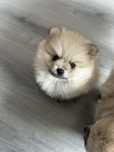 Pomeranian Szpic Miniaturowy