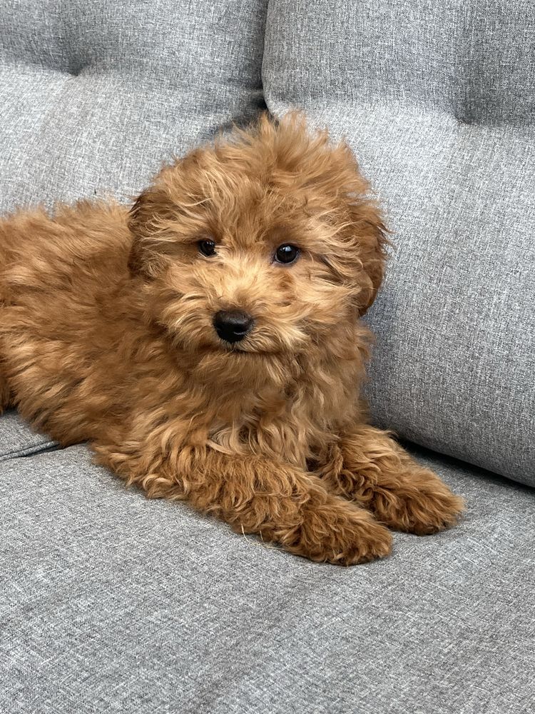 Cavapoo piekny piesek do odbioru