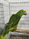 Amazonas Ochrocephala femeas