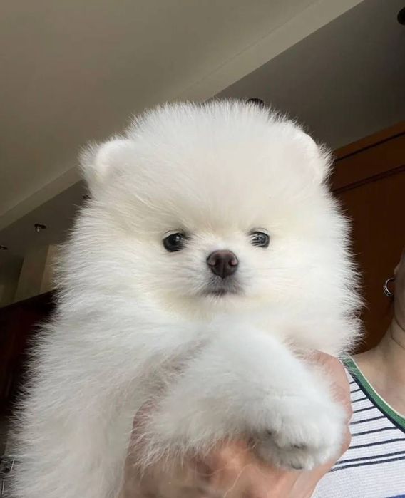 Собачка шпіц продаж