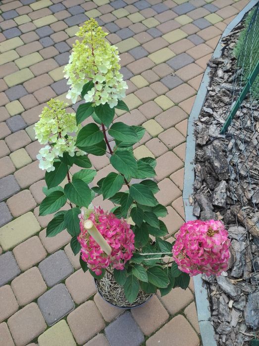 Гортензія Ренсам Фрамб.,Графіті ,Фрайз Мельба ,Лаймлайт,Пастель грін,