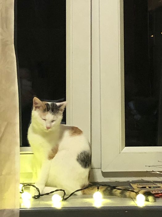 Biały kot w czerwone plamki zgubił się na ulicy Strzelców Podhalański