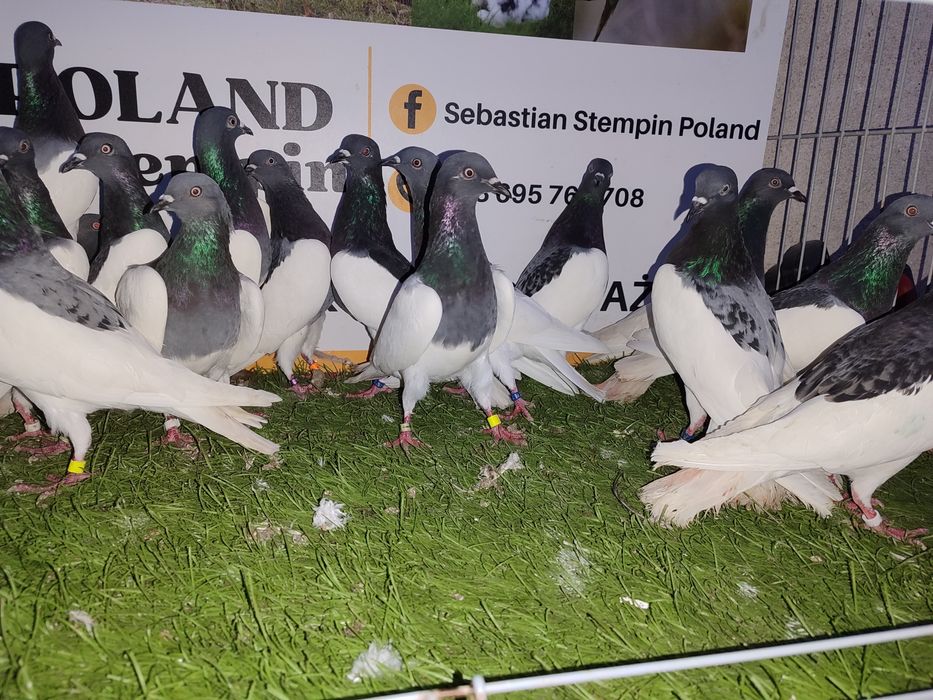 Gołębie. Murzyny. Murzyn. Możliwy transport