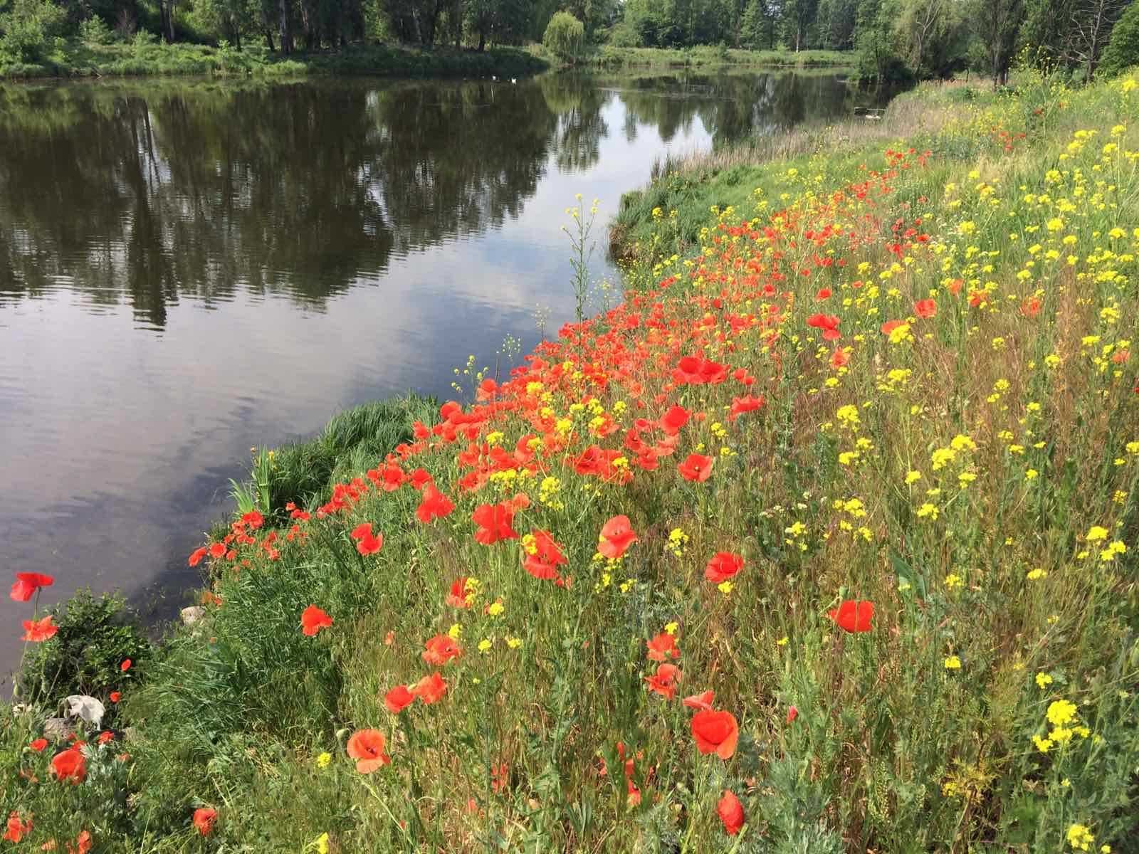 Дачна ділянка біля Білої Церкви поряд річка Камʼянка та ліс