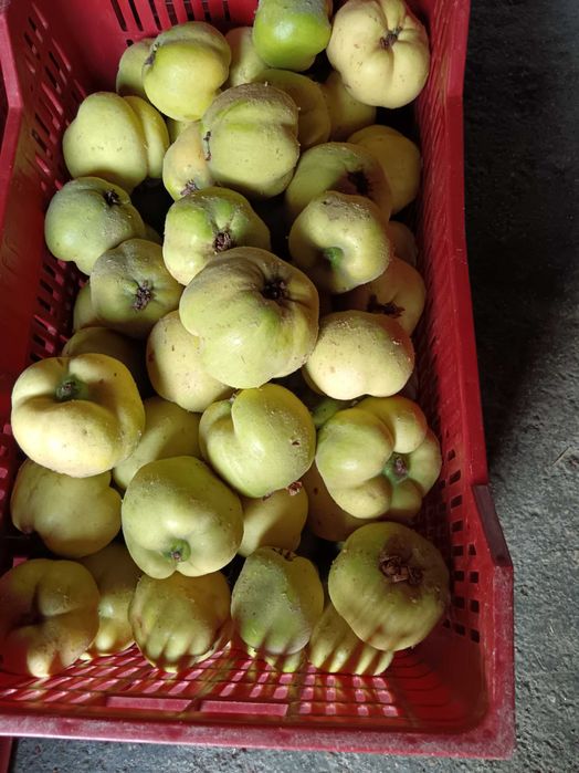Vendo marmelos em Viseu