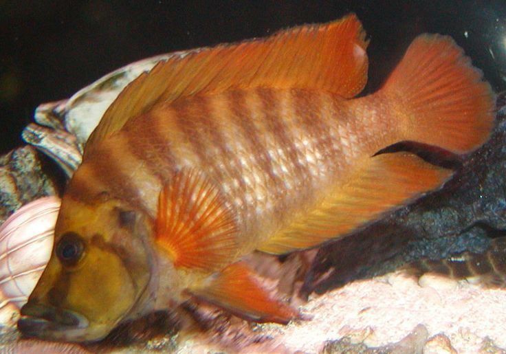 altolamprologus compressiceps fire fin tanganika