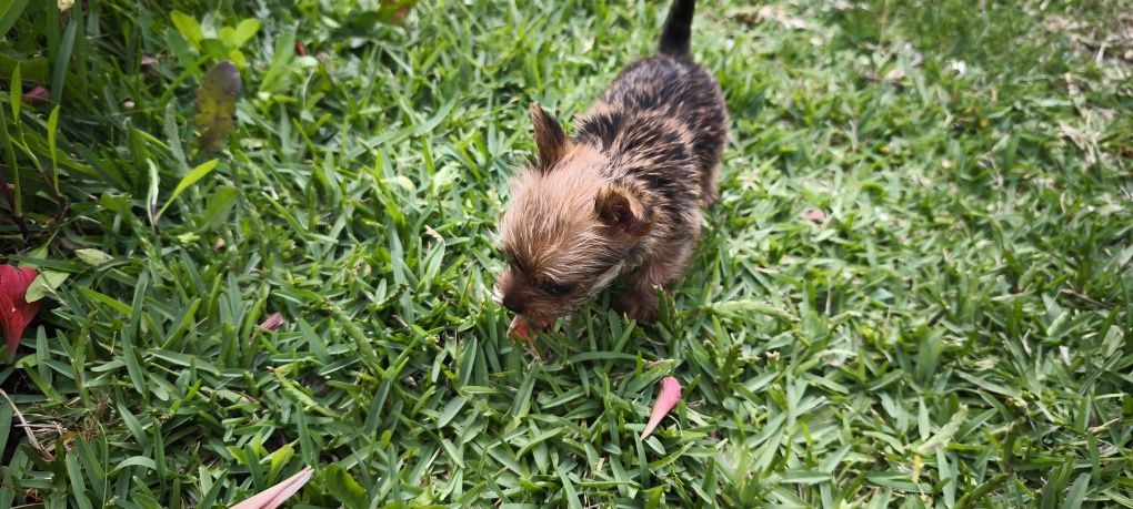 yorkshire terrier hiper Mini Fêmea Brown disponível para entrega imedi