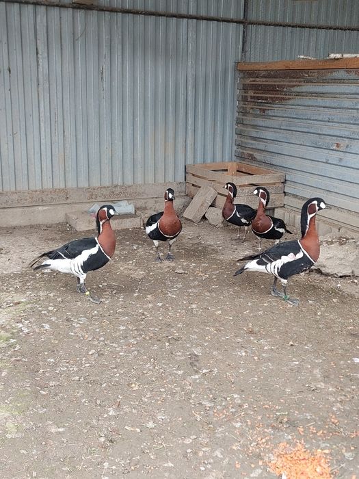Gesi ozdobne bernikle rdzawoszyje