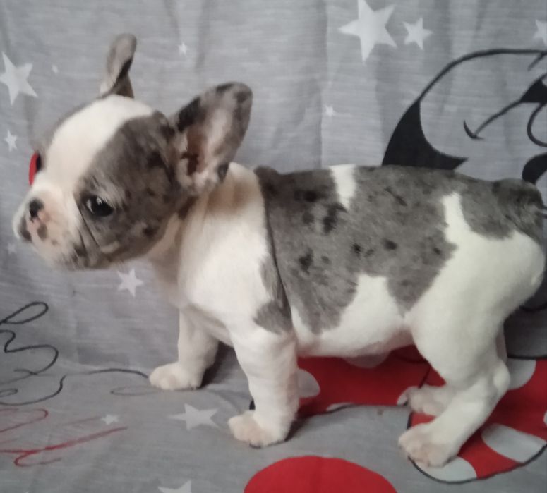 Мальчик и девочка французского бульдога