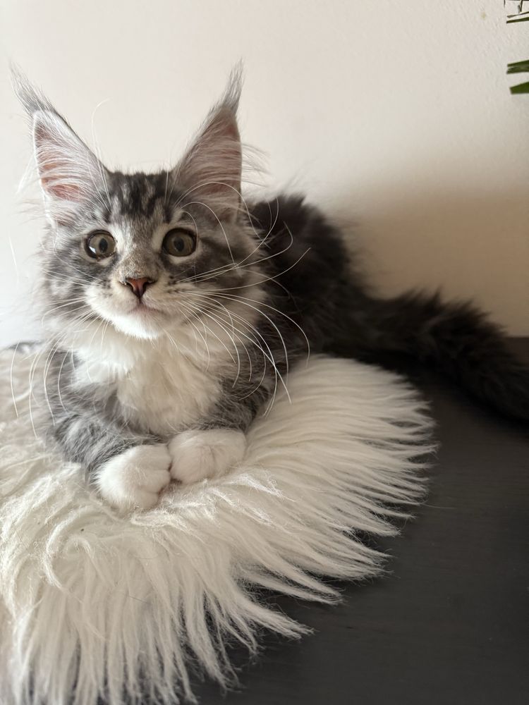 Gatinha Maine Coon com pedigree