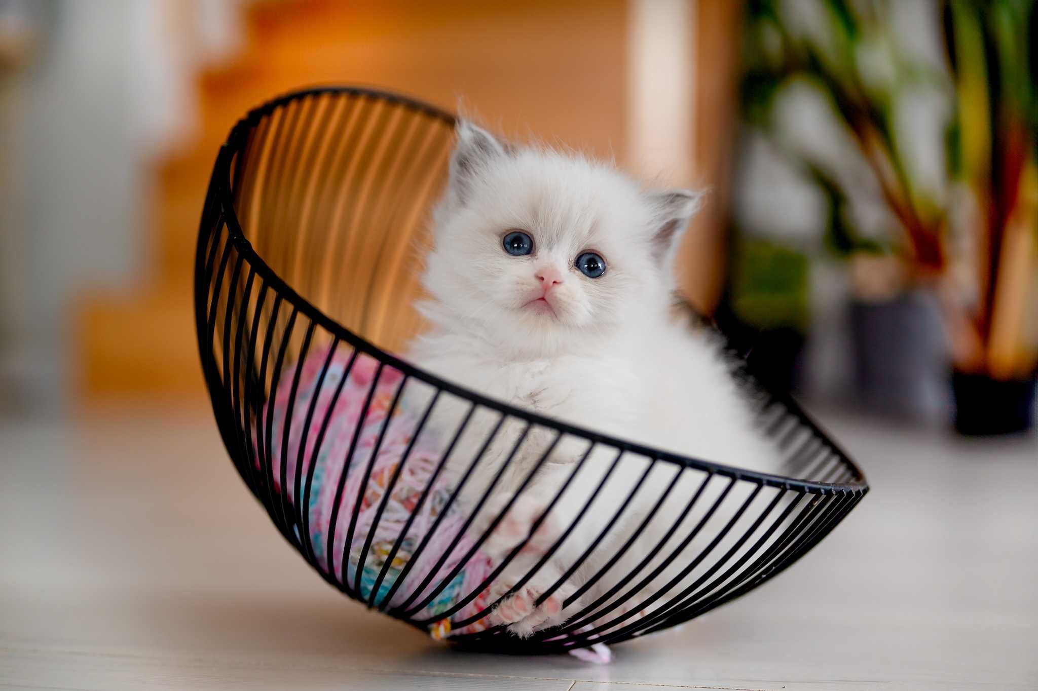 Ragdoll po Championach Rodowód WCF Lew w salonie*PL