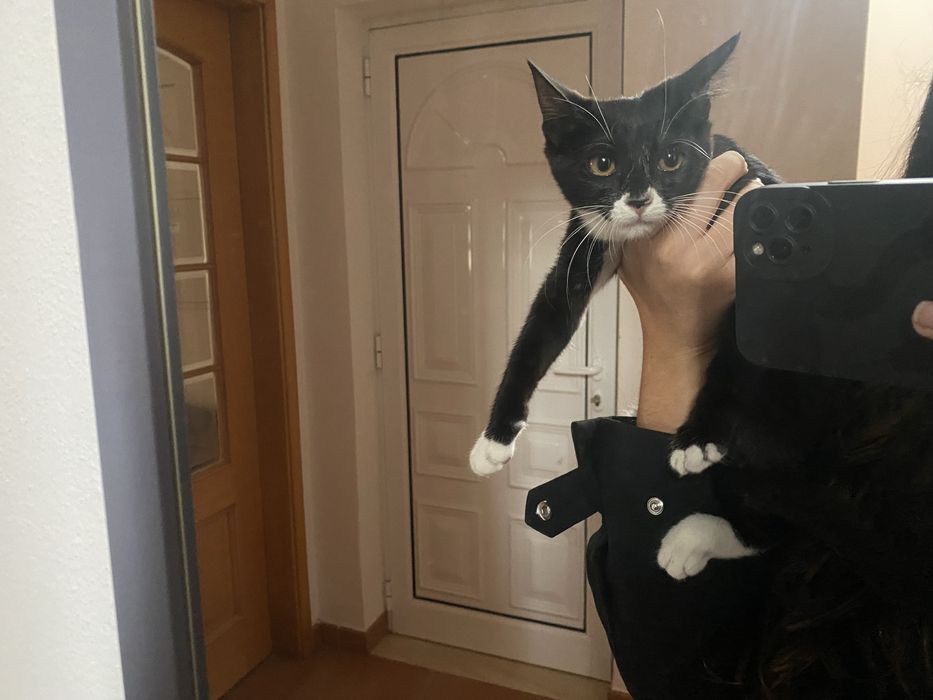 Duas gatinhas adoráveis para adoção – 2 meses e meio