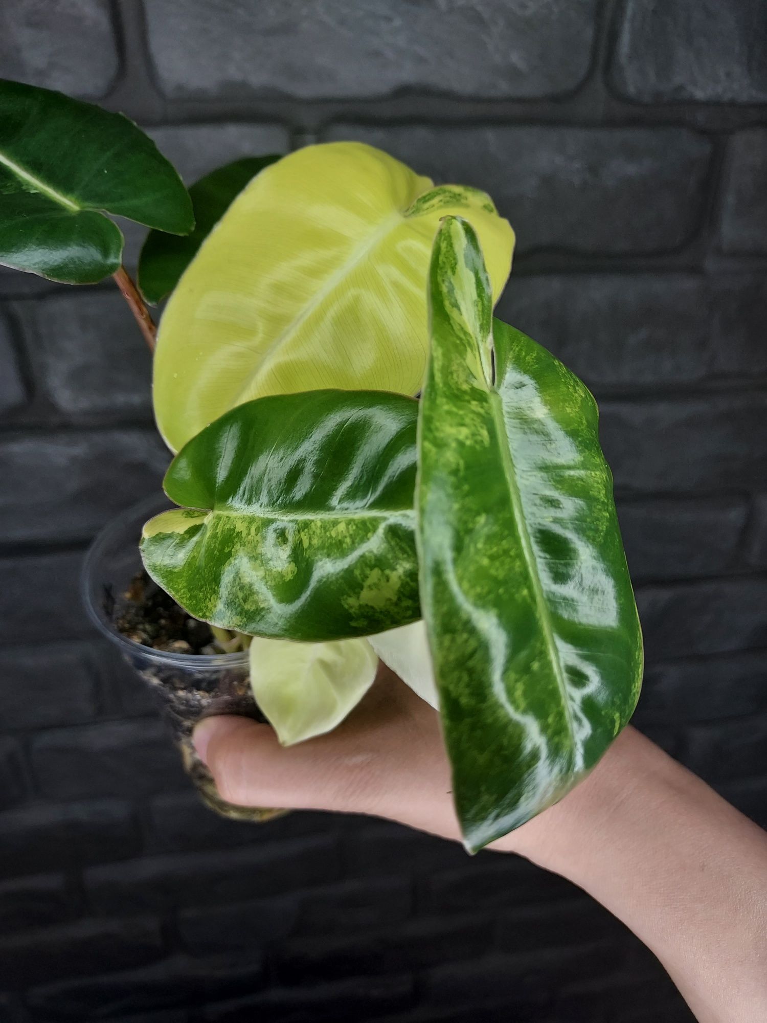 Philodendron Burle Marx Variegata #3