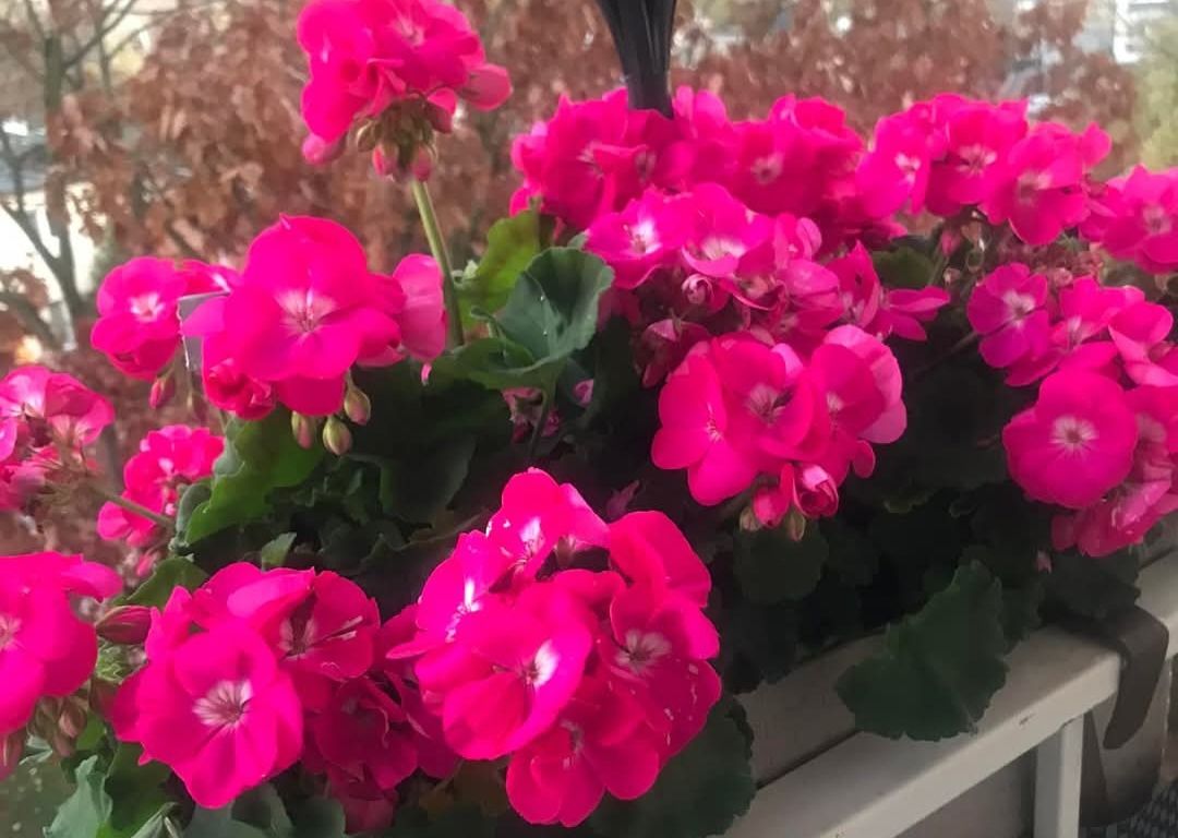 Sadzonki Pelargoni do doniczek na balkony kwitnie do jesieni sadzonki