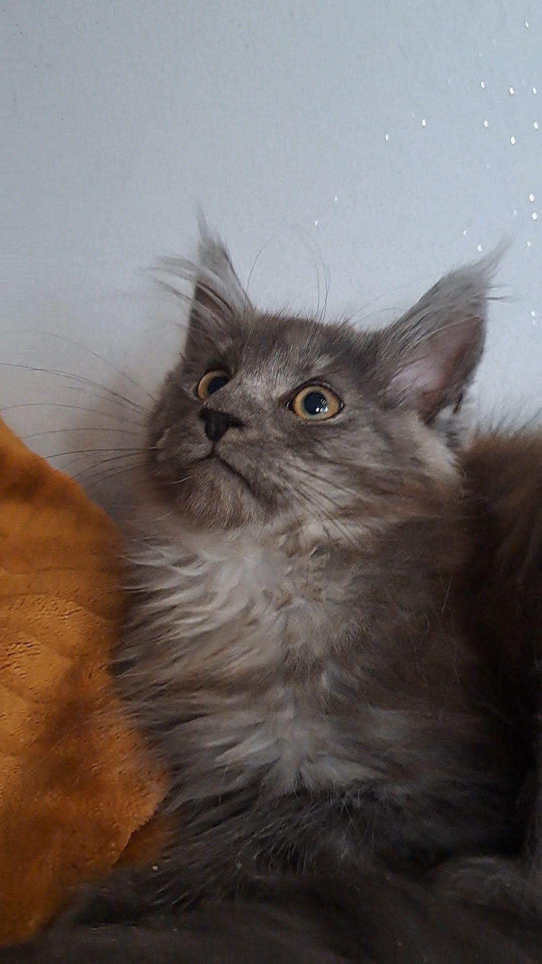 Kotka niebieska srebro MaineCoon