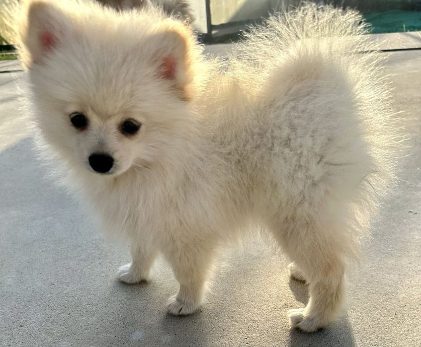 spitz anao branco perola