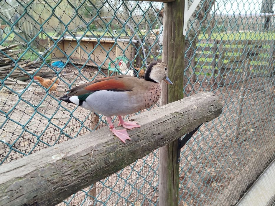 Varios patos Exoticos