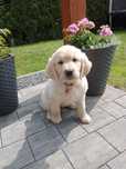 Suczka golden retriever